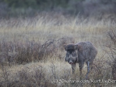 India, tiger, wildlife, safari, photo safari, photo tour, photographic safari, photographic tour, photo workshop, wildlife photography, 50 safaris, 50 photographic safaris, kurt jay bertels, wild boar, pig