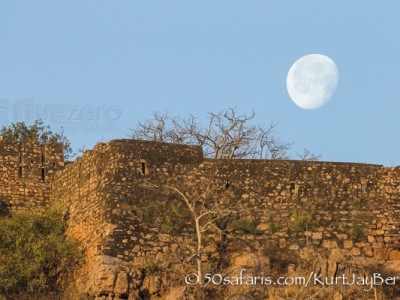 India, tiger, wildlife, safari, photo safari, photo tour, photographic safari, photographic tour, photo workshop, wildlife photography, 50 safaris, 50 photographic safaris, kurt jay bertels, ranthambore fort, fort, full moon, moon