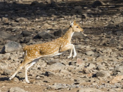 India, tiger, wildlife, safari, photo safari, photo tour, photographic safari, photographic tour, photo workshop, wildlife photography, 50 safaris, 50 photographic safaris, kurt jay bertels, spotted deer, female, ewe, fawn, calf, running