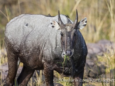 India, tiger, wildlife, safari, photo safari, photo tour, photographic safari, photographic tour, photo workshop, wildlife photography, 50 safaris, 50 photographic safaris, kurt jay bertels, nilgai, blue bull, antelope