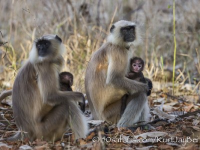 India, tiger, wildlife, safari, photo safari, photo tour, photographic safari, photographic tour, photo workshop, wildlife photography, 50 safaris, 50 photographic safaris, kurt jay bertels, langur, monkey, mother, baby