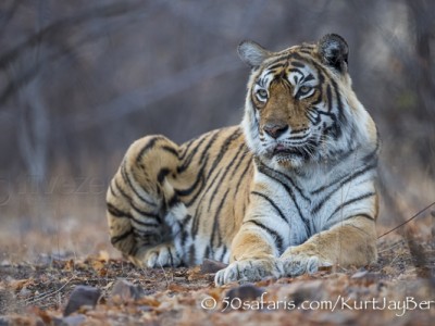 India, tiger, wildlife, safari, photo safari, photo tour, photographic safari, photographic tour, photo workshop, wildlife photography, 50 safaris, 50 photographic safaris, kurt jay bertels, tiger, machili, oldest living, tigress, predator