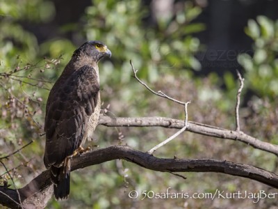 India, tiger, wildlife, safari, photo safari, photo tour, photographic safari, photographic tour, photo workshop, wildlife photography, 50 safaris, 50 photographic safaris, kurt jay bertels, crested serpent eagle, eagle