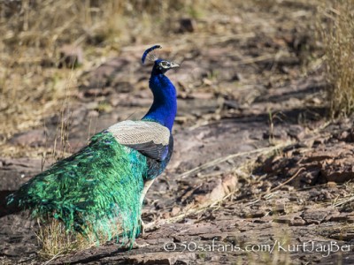 India, tiger, wildlife, safari, photo safari, photo tour, photographic safari, photographic tour, photo workshop, wildlife photography, 50 safaris, 50 photographic safaris, kurt jay bertels, peacock, peafowl, indian peafowl