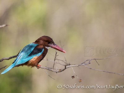 India, tiger, wildlife, safari, photo safari, photo tour, photographic safari, photographic tour, photo workshop, wildlife photography, 50 safaris, 50 photographic safaris, kurt jay bertels, white throated kingfisher, white fronted kingfisher