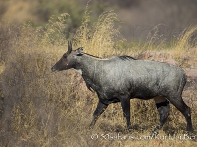 India, tiger, wildlife, safari, photo safari, photo tour, photographic safari, photographic tour, photo workshop, wildlife photography, 50 safaris, 50 photographic safaris, kurt jay bertels, blue bull, nilgai, male