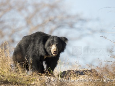 India, tiger, wildlife, safari, photo safari, photo tour, photographic safari, photographic tour, photo workshop, wildlife photography, 50 safaris, 50 photographic safaris, kurt jay bertels, sloth bear, bear, black bear, rare, amazing