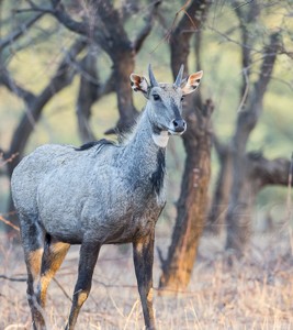 India, tiger, wildlife, safari, photo safari, photo tour, photographic safari, photographic tour, photo workshop, wildlife photography, 50 safaris, 50 photographic safaris, kurt jay bertels, blue bull, nilgai, male