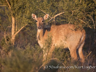 India, tiger, wildlife, safari, photo safari, photo tour, photographic safari, photographic tour, photo workshop, wildlife photography, 50 safaris, 50 photographic safaris, kurt jay bertels, blue bull, nilgai, female