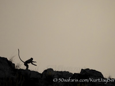 India, tiger, wildlife, safari, photo safari, photo tour, photographic safari, photographic tour, photo workshop, wildlife photography, 50 safaris, 50 photographic safaris, kurt jay bertels, langur, monkey, alarm calling, scared, leopard