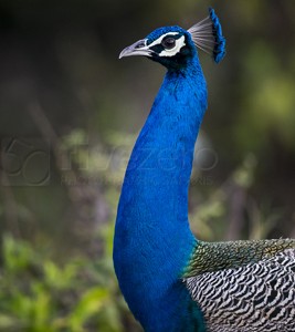 India, tiger, wildlife, safari, photo safari, photo tour, photographic safari, photographic tour, photo workshop, wildlife photography, 50 safaris, 50 photographic safaris, kurt jay bertels, peacock, peafowl, indian peafowl, male