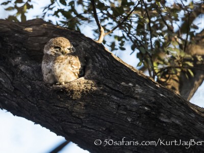 India, tiger, wildlife, safari, photo safari, photo tour, photographic safari, photographic tour, photo workshop, wildlife photography, 50 safaris, 50 photographic safaris, kurt jay bertels, indian spotted owlet, owl, small, smallest, cute