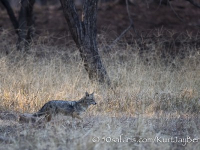 India, tiger, wildlife, safari, photo safari, photo tour, photographic safari, photographic tour, photo workshop, wildlife photography, 50 safaris, 50 photographic safaris, kurt jay bertels, golden jackal, jackal, scavenger