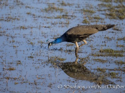 India, tiger, wildlife, safari, photo safari, photo tour, photographic safari, photographic tour, photo workshop, wildlife photography, 50 safaris, 50 photographic safaris, kurt jay bertels, peacock, peafowl, indian peafowl, male