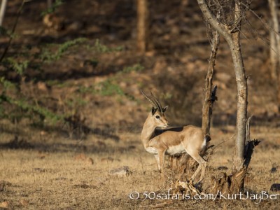 India, tiger, wildlife, safari, photo safari, photo tour, photographic safari, photographic tour, photo workshop, wildlife photography, 50 safaris, 50 photographic safaris, kurt jay bertels, indian gazelle, gazelle, male