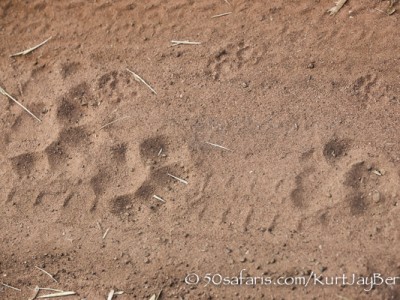 India, tiger, wildlife, safari, photo safari, photo tour, photographic safari, photographic tour, photo workshop, wildlife photography, 50 safaris, 50 photographic safaris, kurt jay bertels, tier tracks, foot prints, pug marks, spoor