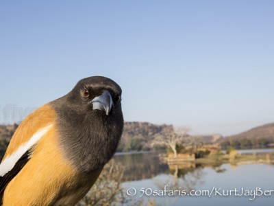 India, tiger, wildlife, safari, photo safari, photo tour, photographic safari, photographic tour, photo workshop, wildlife photography, 50 safaris, 50 photographic safaris, kurt jay bertels, treepie, rufous treepie, bird, ranthambore ruins, lake dam