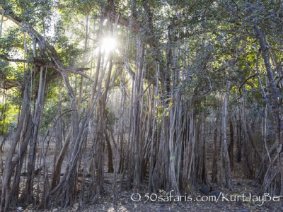 India, tiger, wildlife, safari, photo safari, photo tour, photographic safari, photographic tour, photo workshop, wildlife photography, 50 safaris, 50 photographic safaris, kurt jay bertels, banion tree, roots, massive