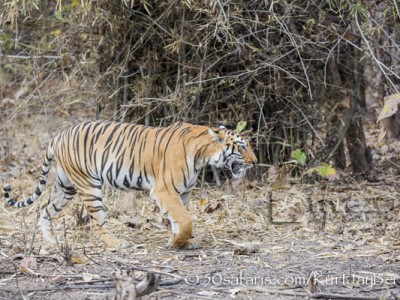 India, tiger, wildlife, safari, photo safari, photo tour, photographic safari, photographic tour, photo workshop, wildlife photography, 50 safaris, 50 photographic safaris, kurt jay bertels, female, tigress, approaching, tiger