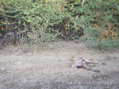 India, tiger, wildlife, safari, photo safari, photo tour, photographic safari, photographic tour, photo workshop, wildlife photography, 50 safaris, 50 photographic safaris, kurt jay bertels, tiger kill, spotted deer, dead, remains