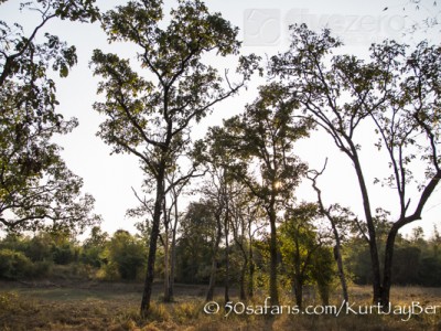 India, tiger, wildlife, safari, photo safari, photo tour, photographic safari, photographic tour, photo workshop, wildlife photography, 50 safaris, 50 photographic safaris, kurt jay bertels, waterhole