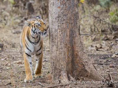 India, tiger, wildlife, safari, photo safari, photo tour, photographic safari, photographic tour, photo workshop, wildlife photography, 50 safaris, 50 photographic safaris, kurt jay bertels, female, tigress, approaching, tiger, scent marking