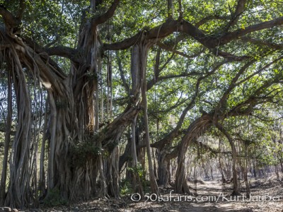 India, tiger, wildlife, safari, photo safari, photo tour, photographic safari, photographic tour, photo workshop, wildlife photography, 50 safaris, 50 photographic safaris, kurt jay bertels, banion tree, roots, massive