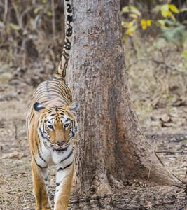 India, tiger, wildlife, safari, photo safari, photo tour, photographic safari, photographic tour, photo workshop, wildlife photography, 50 safaris, 50 photographic safaris, kurt jay bertels, female, tigress, approaching, tiger, scent marking