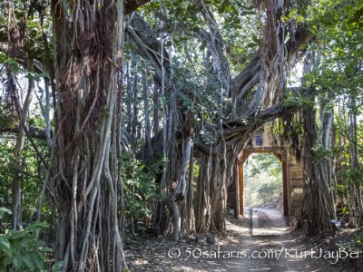 India, tiger, wildlife, safari, photo safari, photo tour, photographic safari, photographic tour, photo workshop, wildlife photography, 50 safaris, 50 photographic safaris, kurt jay bertels, ranthambore fort, fort, gate, famous gate, banion tree