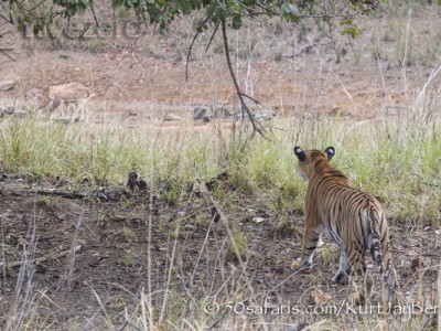 India, tiger, wildlife, safari, photo safari, photo tour, photographic safari, photographic tour, photo workshop, wildlife photography, 50 safaris, 50 photographic safaris, kurt jay bertels, female, tigress, approaching, tiger, hunting, stalking