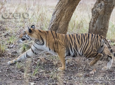 India, tiger, wildlife, safari, photo safari, photo tour, photographic safari, photographic tour, photo workshop, wildlife photography, 50 safaris, 50 photographic safaris, kurt jay bertels, female, tigress, approaching, tiger, hunting, stalking, crouching tiger