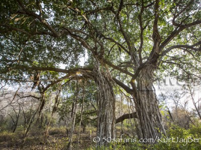 India, tiger, wildlife, safari, photo safari, photo tour, photographic safari, photographic tour, photo workshop, wildlife photography, 50 safaris, 50 photographic safaris, kurt jay bertels, banion tree, roots, massive