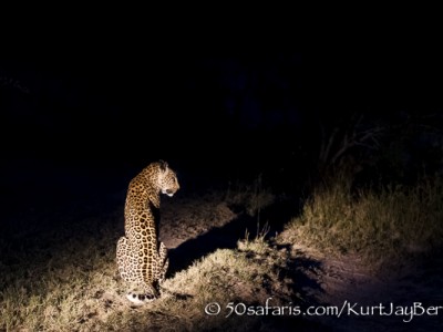 South Africa, wildlife, safari, photo safari, photo tour, photographic safari, photographic tour, photo workshop, wildlife photography, 50 safaris, 50 photographic safaris, kurt jay bertels, leopard, female, night