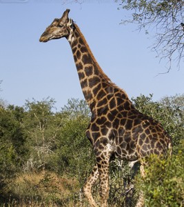 South Africa, wildlife, safari, photo safari, photo tour, photographic safari, photographic tour, photo workshop, wildlife photography, 50 safaris, 50 photographic safaris, kurt jay bertels, male, giraffe