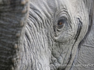 South Africa, wildlife, safari, photo safari, photo tour, photographic safari, photographic tour, photo workshop, wildlife photography, 50 safaris, 50 photographic safaris, kurt jay bertels, elephant, sniffing, watchful
