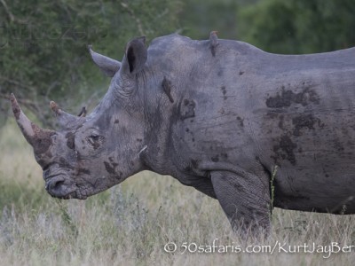 South Africa, wildlife, safari, photo safari, photo tour, photographic safari, photographic tour, photo workshop, wildlife photography, 50 safaris, 50 photographic safaris, kurt jay bertels, rhino, white rhino, bull