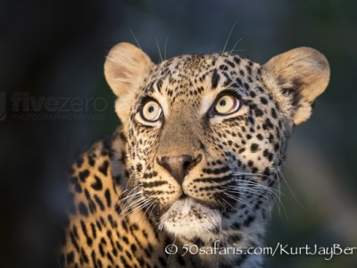 South Africa, wildlife, safari, photo safari, photo tour, photographic safari, photographic tour, photo workshop, wildlife photography, 50 safaris, 50 photographic safaris, kurt jay bertels, leopard, male, fight