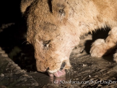 South Africa, wildlife, safari, photo safari, photo tour, photographic safari, photographic tour, photo workshop, wildlife photography, 50 safaris, 50 photographic safaris, kurt jay bertels, lion, lioness, old, drinking