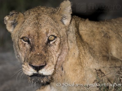 South Africa, wildlife, safari, photo safari, photo tour, photographic safari, photographic tour, photo workshop, wildlife photography, 50 safaris, 50 photographic safaris, kurt jay bertels, lion, lioness, old, drinking