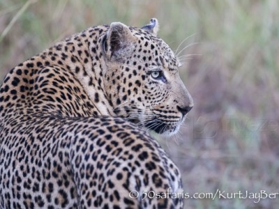 South Africa, wildlife, safari, photo safari, photo tour, photographic safari, photographic tour, photo workshop, wildlife photography, 50 safaris, 50 photographic safaris, kurt jay bertels, leopard, male