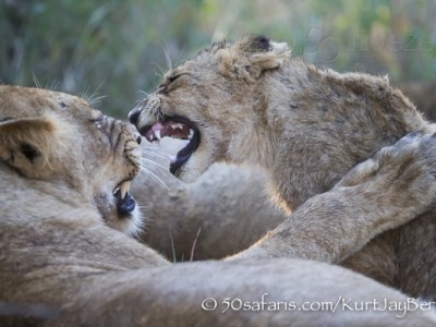 South Africa, wildlife, safari, photo safari, photo tour, photographic safari, photographic tour, photo workshop, wildlife photography, 50 safaris, 50 photographic safaris, kurt jay bertels, lion, cub, snarling, fighting, playing, cub