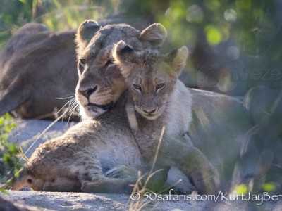 South Africa, wildlife, safari, photo safari, photo tour, photographic safari, photographic tour, photo workshop, wildlife photography, 50 safaris, 50 photographic safaris, kurt jay bertels, lion, cub, snarling, fighting, playing, cub