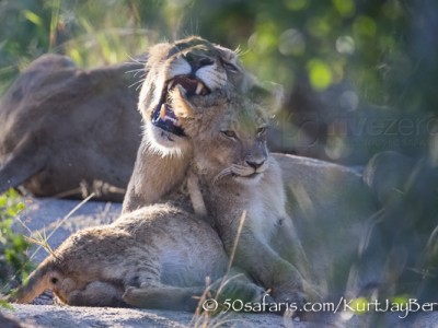 South Africa, wildlife, safari, photo safari, photo tour, photographic safari, photographic tour, photo workshop, wildlife photography, 50 safaris, 50 photographic safaris, kurt jay bertels, lion, cub, snarling, fighting, playing, cub