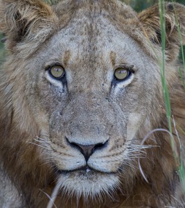 South Africa, wildlife, safari, photo safari, photo tour, photographic safari, photographic tour, photo workshop, wildlife photography, 50 safaris, 50 photographic safaris, kurt jay bertels, lion, cub, male, young