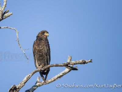 South Africa, wildlife, safari, photo safari, photo tour, photographic safari, photographic tour, photo workshop, wildlife photography, 50 safaris, 50 photographic safaris, kurt jay bertels, bateleur, eagle young, juvenile