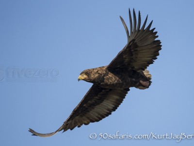 South Africa, wildlife, safari, photo safari, photo tour, photographic safari, photographic tour, photo workshop, wildlife photography, 50 safaris, 50 photographic safaris, kurt jay bertels, bateleur, eagle young, juvenile