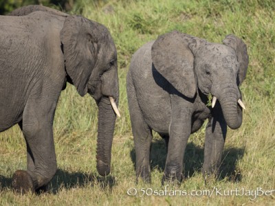 South Africa, wildlife, safari, photo safari, photo tour, photographic safari, photographic tour, photo workshop, wildlife photography, 50 safaris, 50 photographic safaris, kurt jay bertels, elephant, calf, young, herd