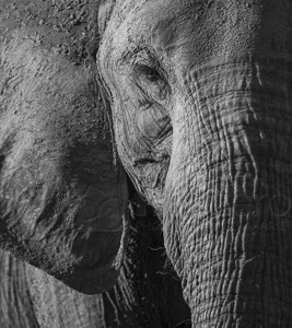 South Africa, wildlife, safari, photo safari, photo tour, photographic safari, photographic tour, photo workshop, wildlife photography, 50 safaris, 50 photographic safaris, kurt jay bertels, elephant,