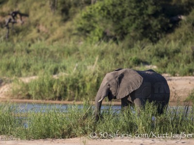 South Africa, wildlife, safari, photo safari, photo tour, photographic safari, photographic tour, photo workshop, wildlife photography, 50 safaris, 50 photographic safaris, kurt jay bertels, elephant, river