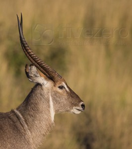 South Africa, wildlife, safari, photo safari, photo tour, photographic safari, photographic tour, photo workshop, wildlife photography, 50 safaris, 50 photographic safaris, kurt jay bertels,